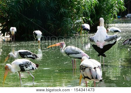 Lesser Adjutant Stork In Its Habitat