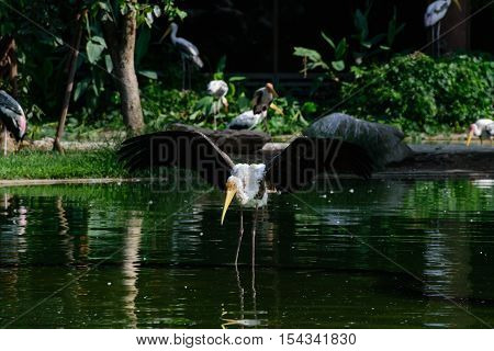 Lesser Adjutant Stork In Its Habitat