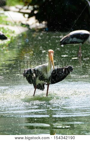Lesser adjutant stork in its habitat zoo Thailand