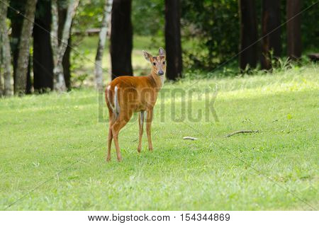 Red Muntjac Live In Grassland ,thailand