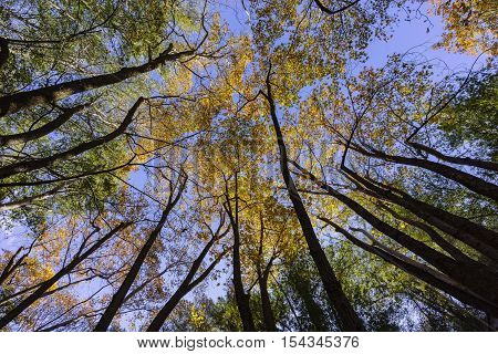 Beautiful Fall Color Of Switzer Falls Trail