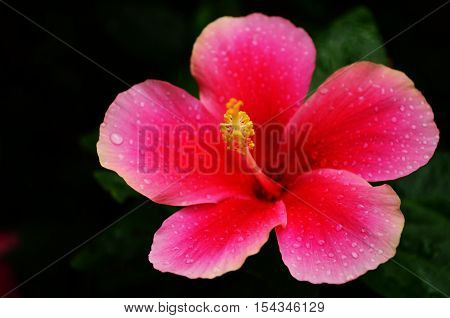 Isolate moist red chinese rose over black background