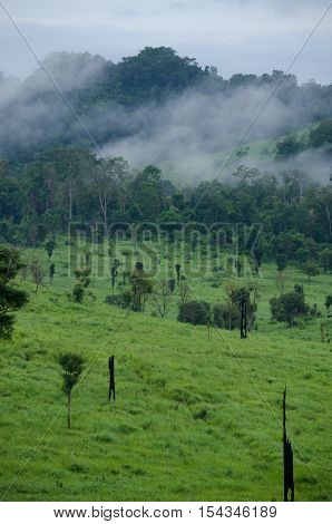 forest and blue sky is background and have plantiful