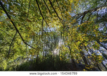 Beautiful Fall Color Of Switzer Falls Trail