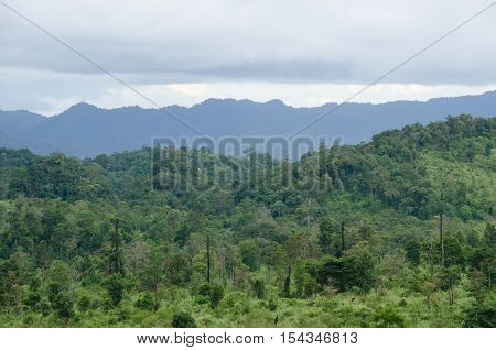 forest and blue sky is background and have plantiful