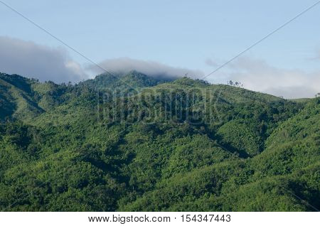 forest and blue sky is background and have plantiful