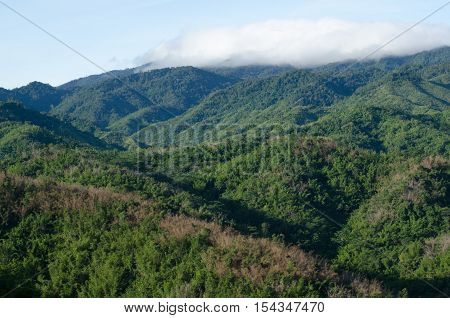 forest and blue sky is background and have plantiful