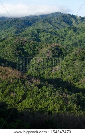 forest and blue sky is background and have plantiful