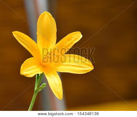 Yellow flower on sunny day and blurred background