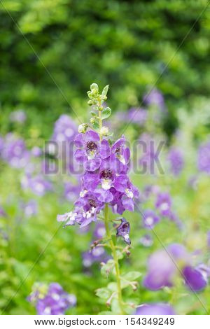 purple angelface pin flowers in natural garden