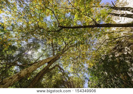 Beautiful Fall Color Of Switzer Falls Trail