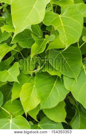 branches and leaves of the bothi tree