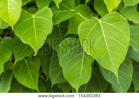 branches and leaves of the bothi tree