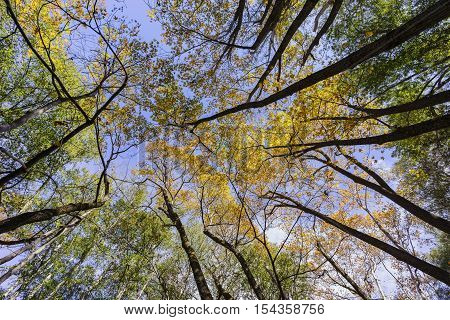 Beautiful Fall Color Of Switzer Falls Trail