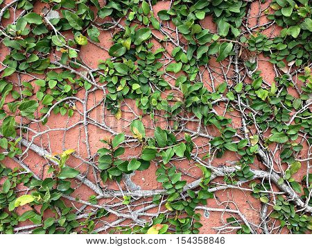 Background of Velcro green plant climbing on red wall, Coatbutton on red wall, Red wall covered with Velcro green texture background