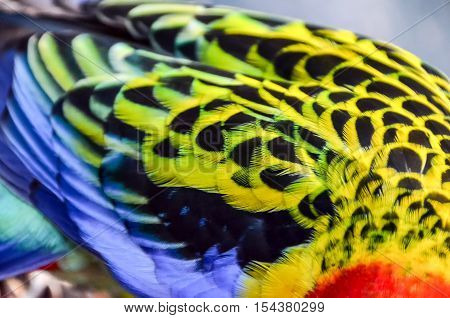 Parrot Tropical Bird