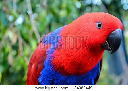 Parrot Tropical Bird