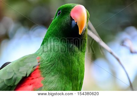 Parrot Tropical Bird