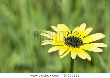 Arctotheca calendula a yellow daisy like flower commonly known as cape weed. Also known as cape dandelion cape marigold plain treasure and capeweed. A common weed in South Australia