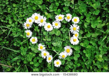 Flower heart in grass