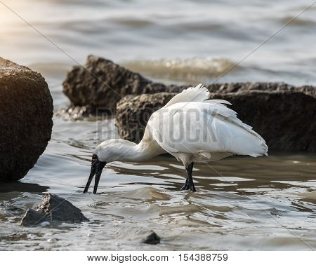 Black-faced Spoonbill