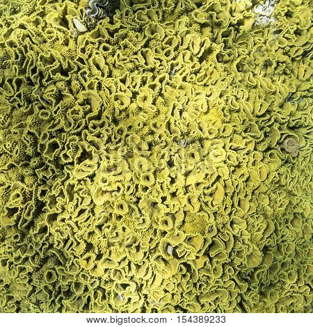 Background of yellow turbinaria mesenterina coral close up underwater