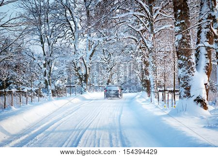snowy alley in snowy winter morning at countryside