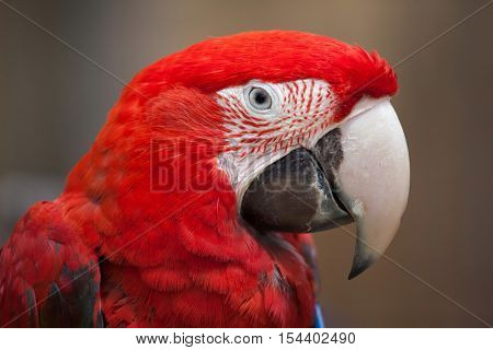 Green-winged macaw (Ara chloropterus), also known as the red-and-green macaw. Wildlife animal. 