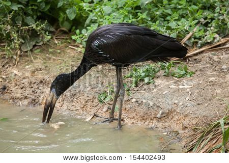 African openbill (Anastomus lamelligerus). Wildlife animal. 