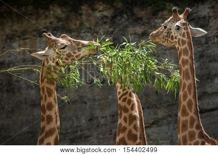 Kordofan giraffe (Giraffa camelopardalis antiquorum), also known as the Central African giraffe. Wildlife animal. 
