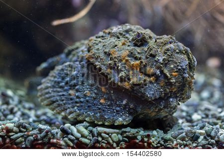Reef stonefish (Synanceia verrucosa), also known as the stonefish. Wildlife animal. 
