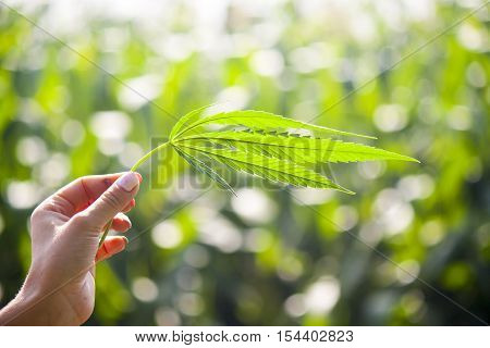 green leaf cannabis marijuana in the summer on a background of nature