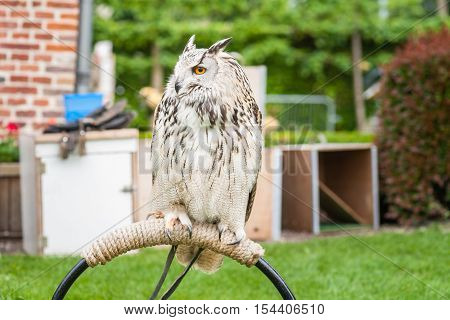 Close up portrait of an eagle owl (Eagle Owl) with beautiful orange eyes and crack statistic delicate appearance. Biggest owl species that exists