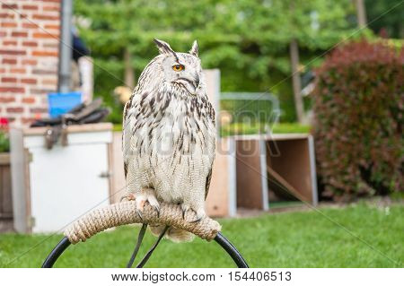 Close up portrait of an eagle owl (Eagle Owl) with beautiful orange eyes and crack statistic delicate appearance. Biggest owl species that exists