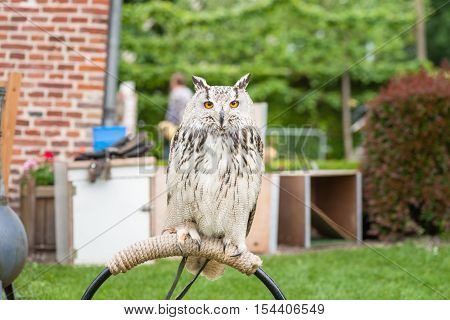 Close up portrait of an eagle owl (Eagle Owl) with beautiful orange eyes and crack statistic delicate appearance. Biggest owl species that exists
