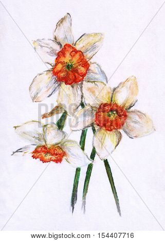Bouquet of narcissus (daffodils). Pastel drawing on white background.