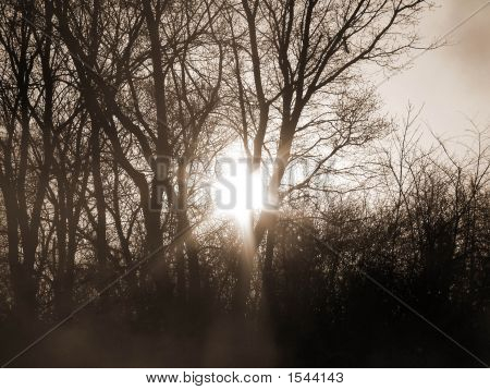 太阳隐藏树