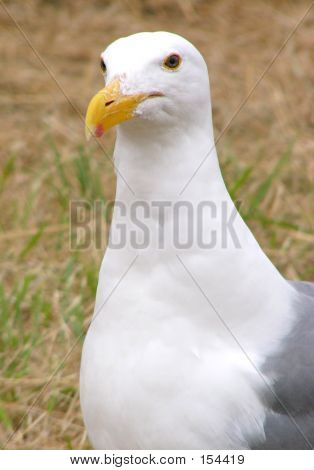 Sea-gull