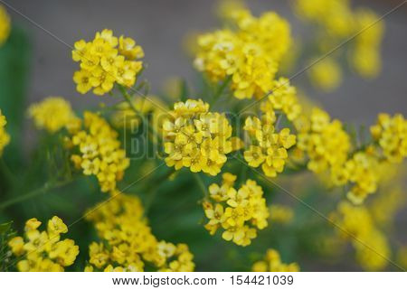 bunch, yellow flowers, natural summer background, blurred image, selective focus