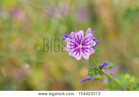 Beautiful wild flower against multicolor summer background.