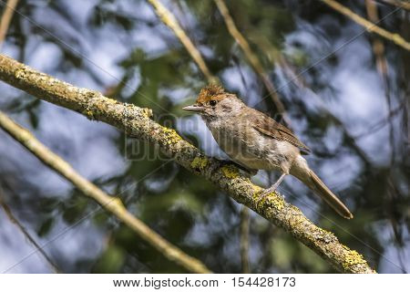 Common Whitethroat (sylvia Communis)