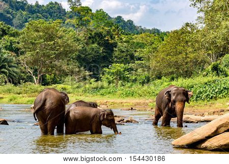 Group of elephants in river on SriLanka