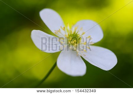 Wood Anemone (anemone Nemorosa)
