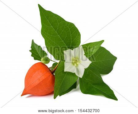 Physalis Alkekengi Branch