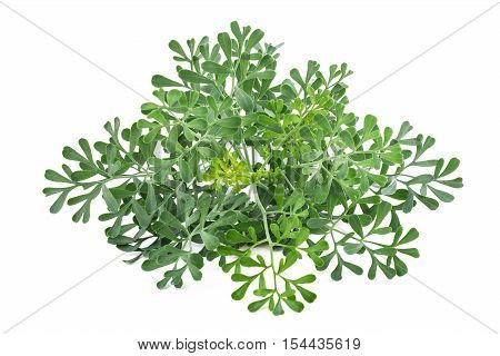 Common Rue
