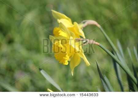 Daffodills