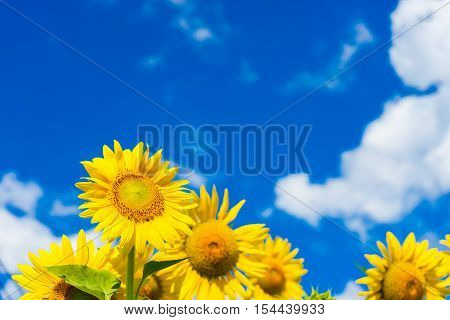 Field Of Blooming Sunflowers On Background Blue Sky And Clouds