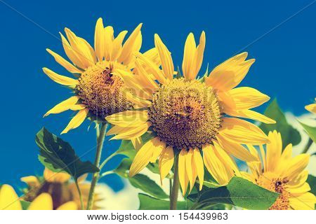 Field Of Blooming Sunflowers On Background Blue Sky And Clouds