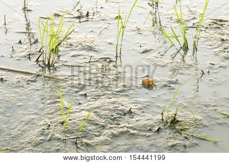 young rice plant in field of thailand