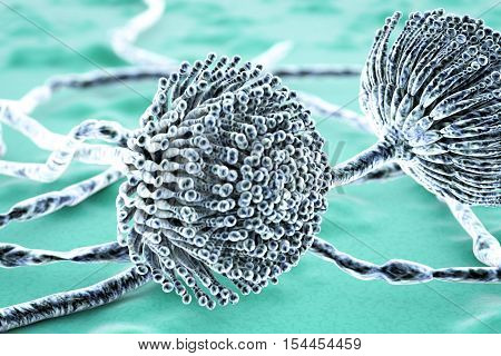 Black mold fungi Aspergillus, which produce aflatoxins and cause pulmonary infection aspergillosis. 3D illustration